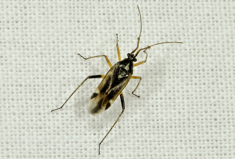 Miridae: Harpocera thoracica, maschio